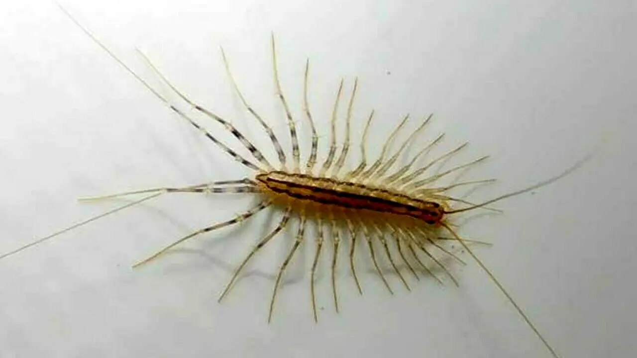 Allarme insetto velocissimo in casa: ecco il trucco naturale per eliminarlo subito