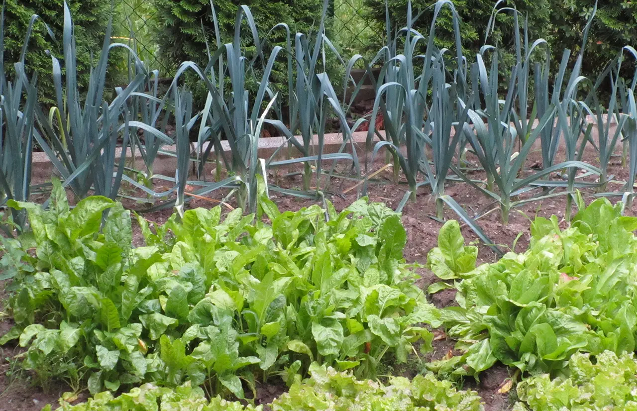 Stai bruciando le radici dell’orto: ecco l’errore banale che fai quando annaffi