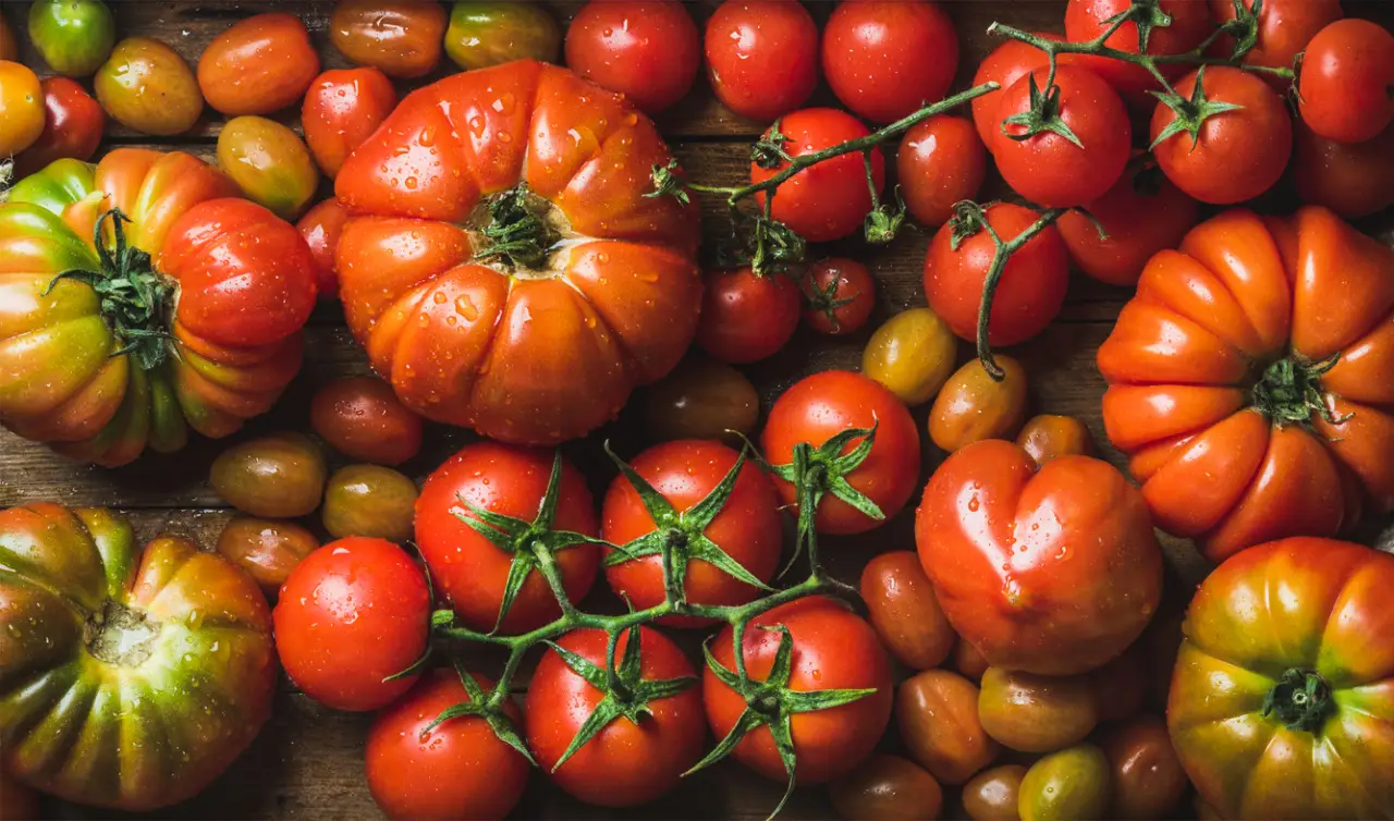 Stai piantando i pomodori nel mese sbagliato: ecco quando farlo per un raccolto triplo