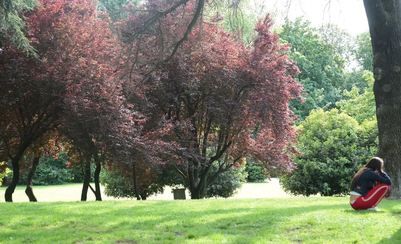 Non concimare gli alberi da frutto in questo giorno: ecco il calendario lunare