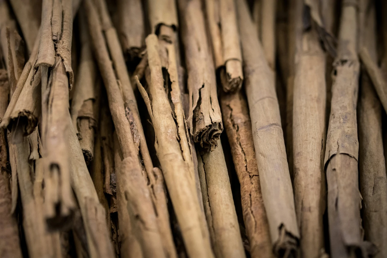 Palo santo: ecco i benefici sorprendenti che non conoscevi