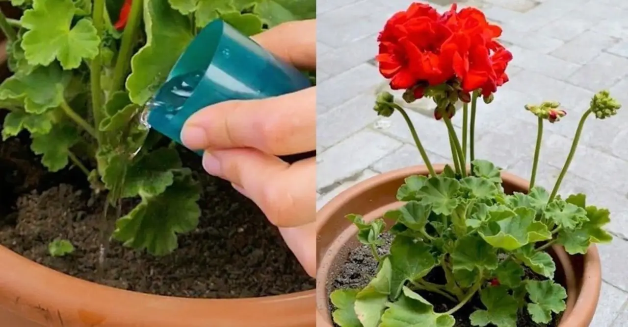 Vuoi piante rigogliose subito? Usa questo fertilizzante naturale potentissimo che hai in casa