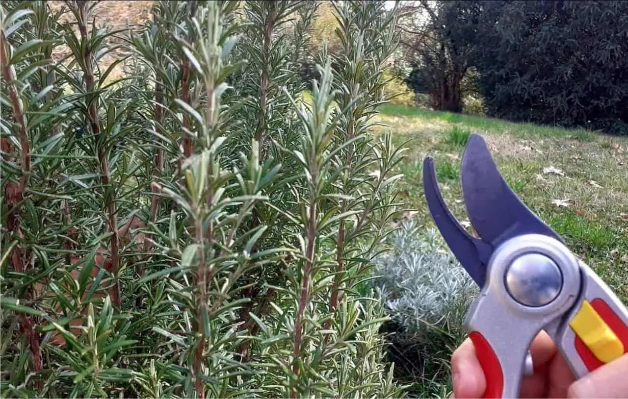 Come potare il rosmarino: il trucco del giardiniere