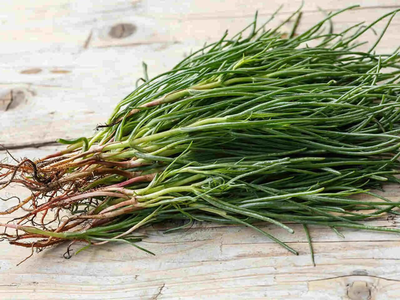 Che pianta è l’equiseto? Ecco perché dovresti iniziare ad usarla