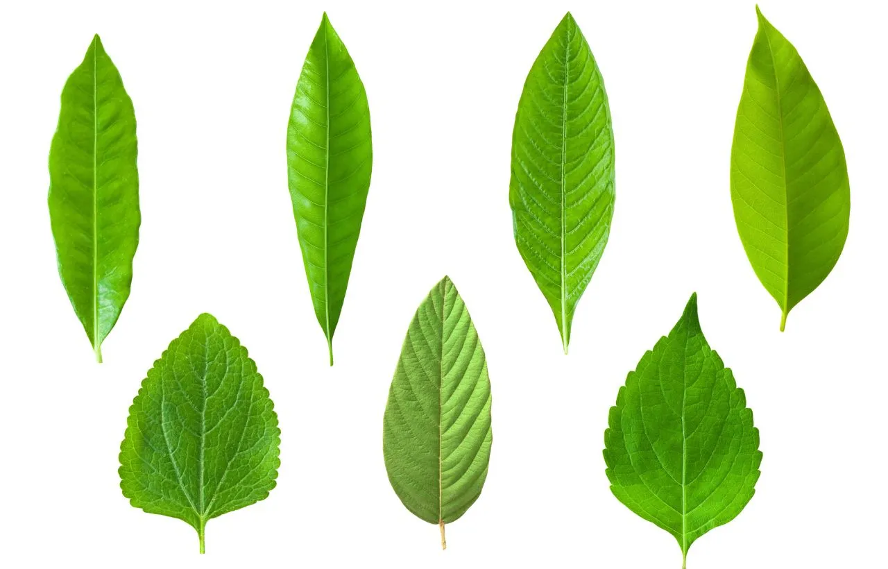 Non si chiamano semplicemente foglie: ecco il termine botanico curioso che usano gli esperti