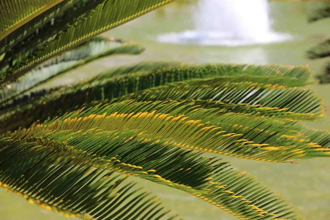 Cycas in giardino: l’errore che fanno tutti e che la fa seccare