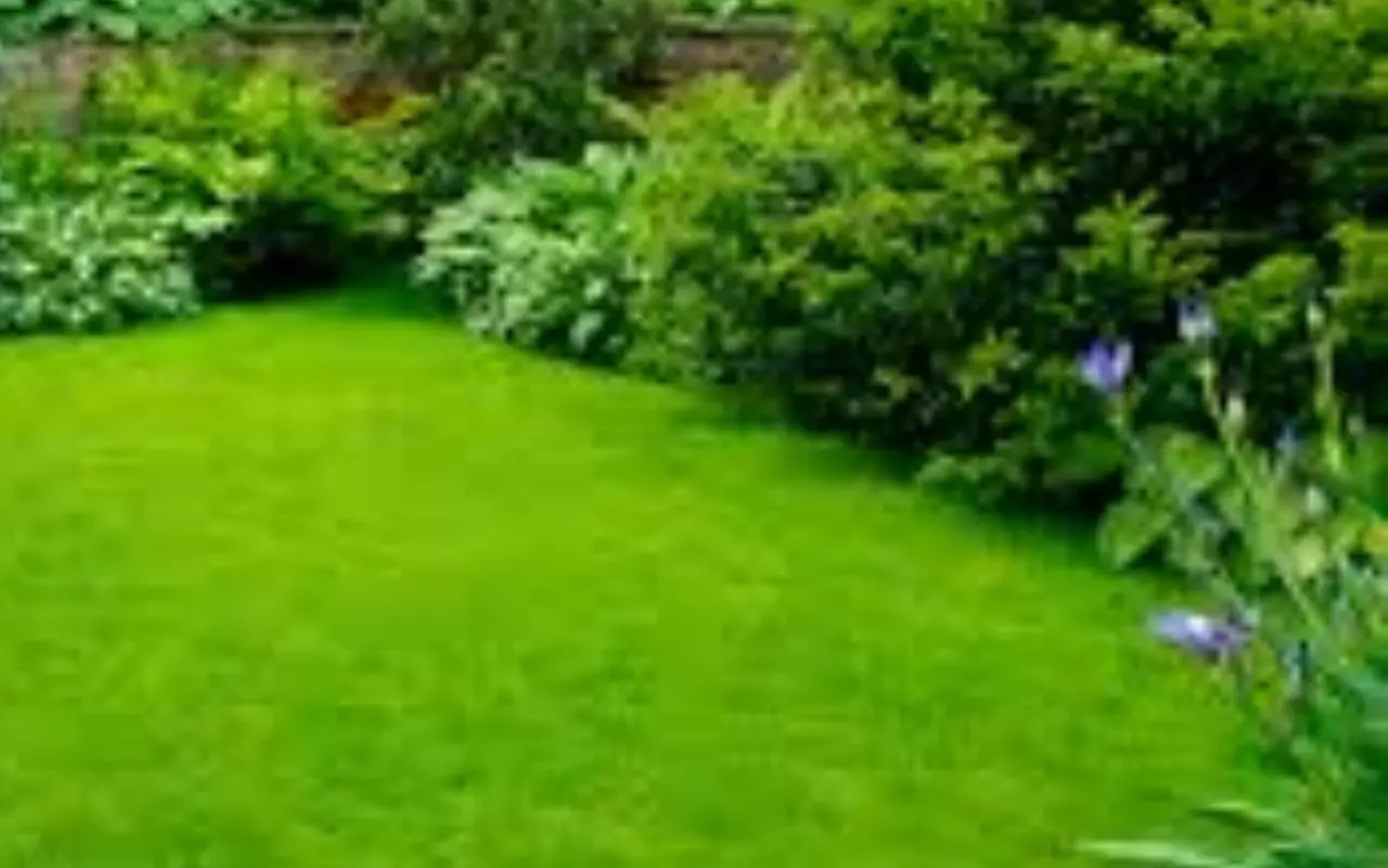 Il segreto di un prato senza erbacce: ecco la strategia che adottano i giardinieri professionisti