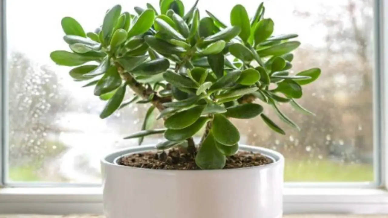 Come si chiama la pianta grassa dei soldi? Ecco cosa dice il feng shui