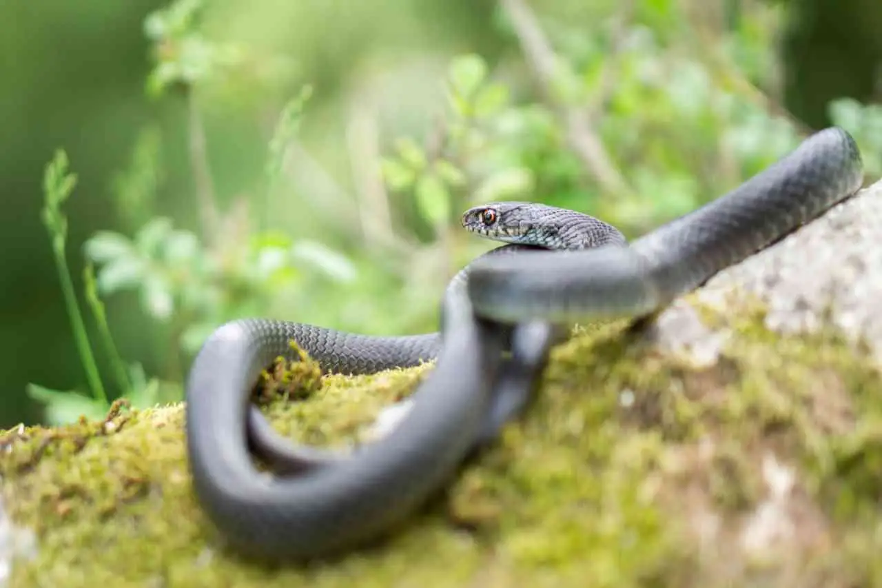 Serpenti in giardino: ecco da quali piante sono attirati, lo sapevi?